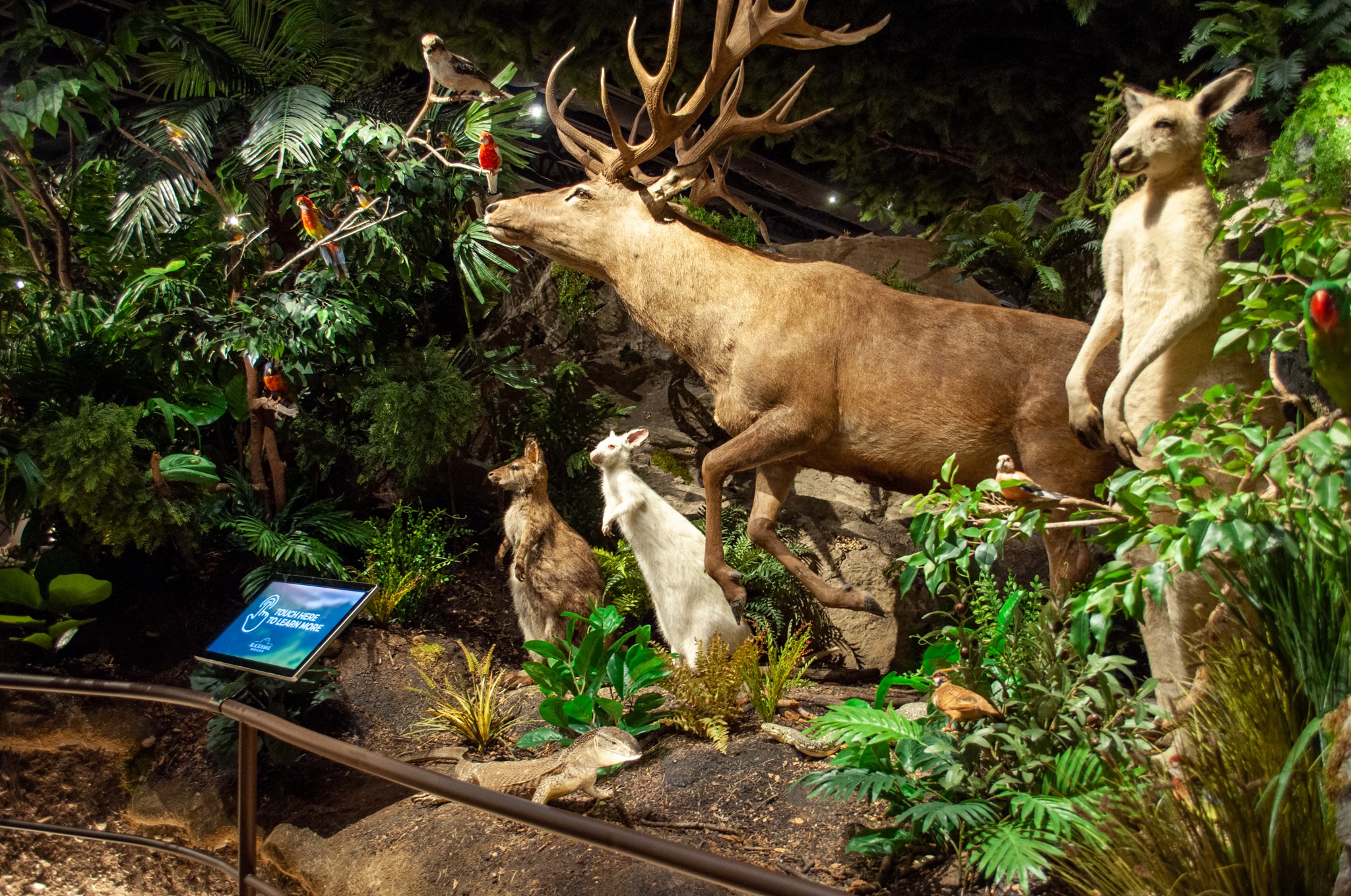 Blackhawk Museum World of Nature Australia